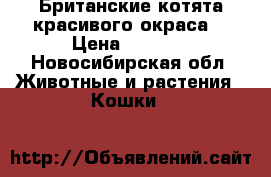 Британские котята красивого окраса. › Цена ­ 1 500 - Новосибирская обл. Животные и растения » Кошки   
